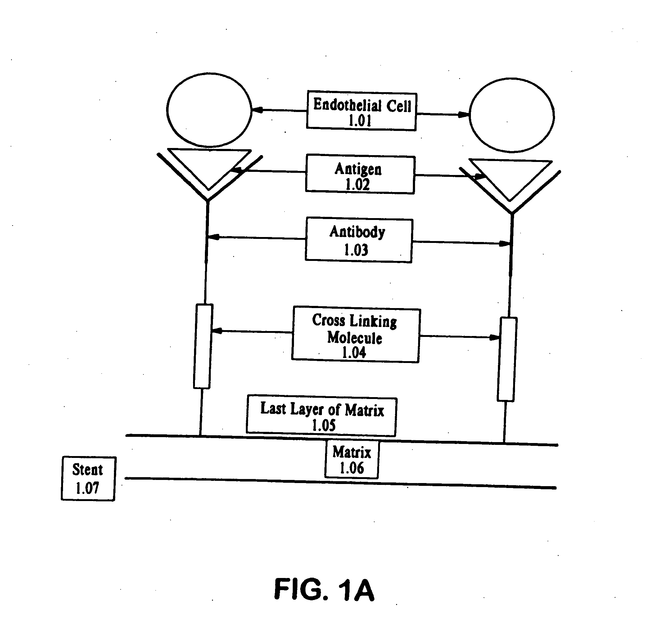 Medical device with coating that promotes endothelial cell adherence and differentiation
