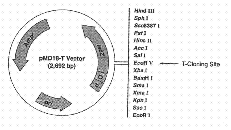 Amino Acid Sequence, Gene Sequence and Expression Vector of Heat Shock Protein hmhsp70 of Pleurotus jiris