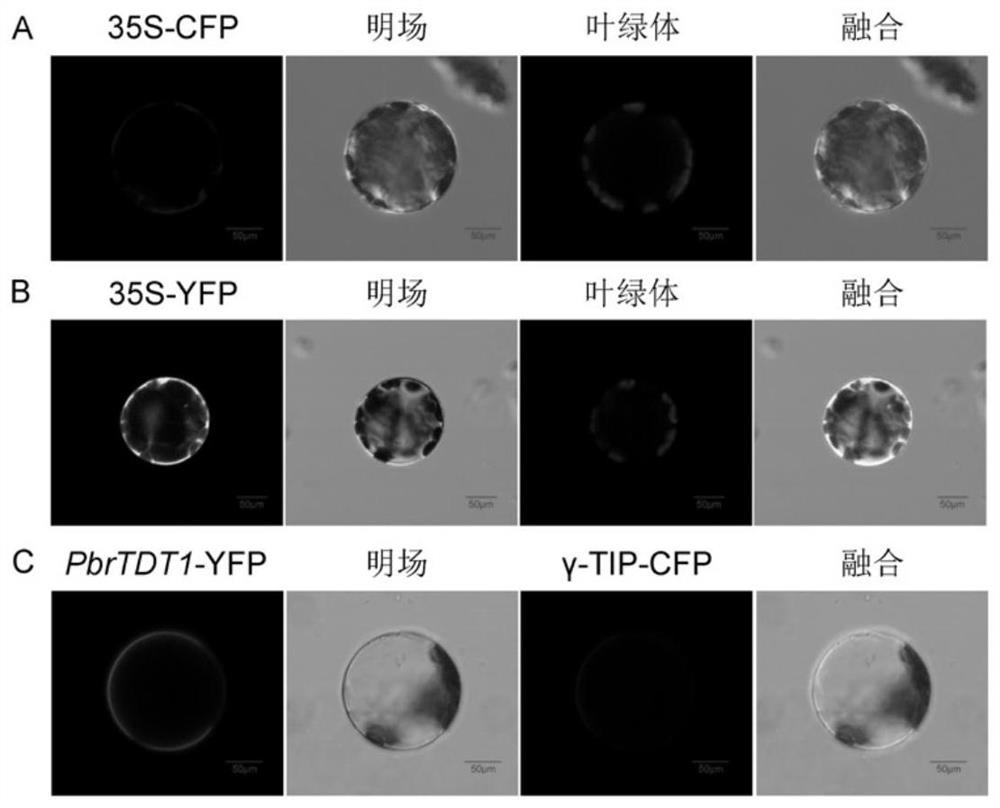 Malic acid transporter gene PbrTDT1 from pyrus bretschneideri and application of malic acid transporter gene PbrTDT1
