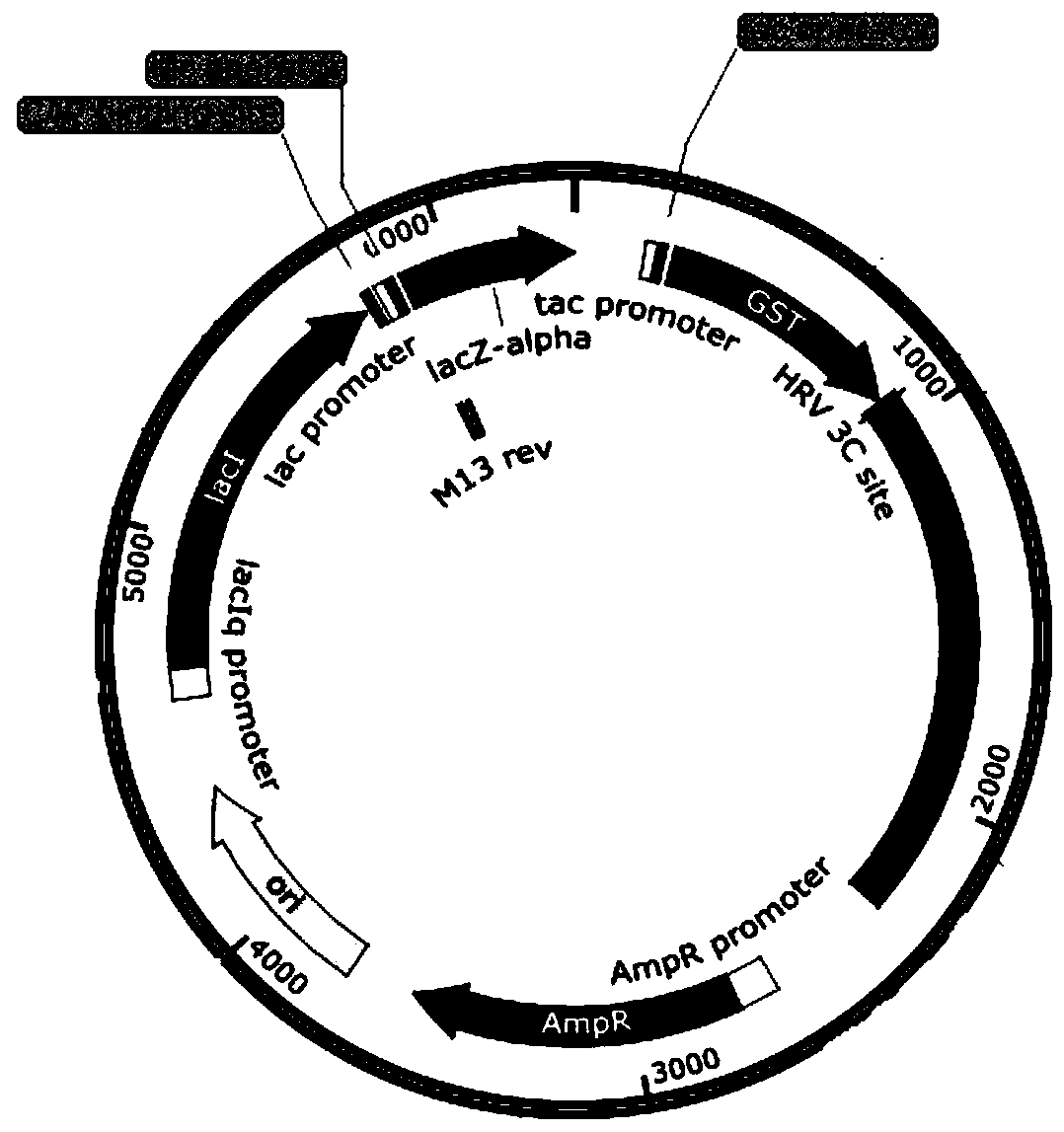 7 beta-HSDH enzyme and DPS fusion protein