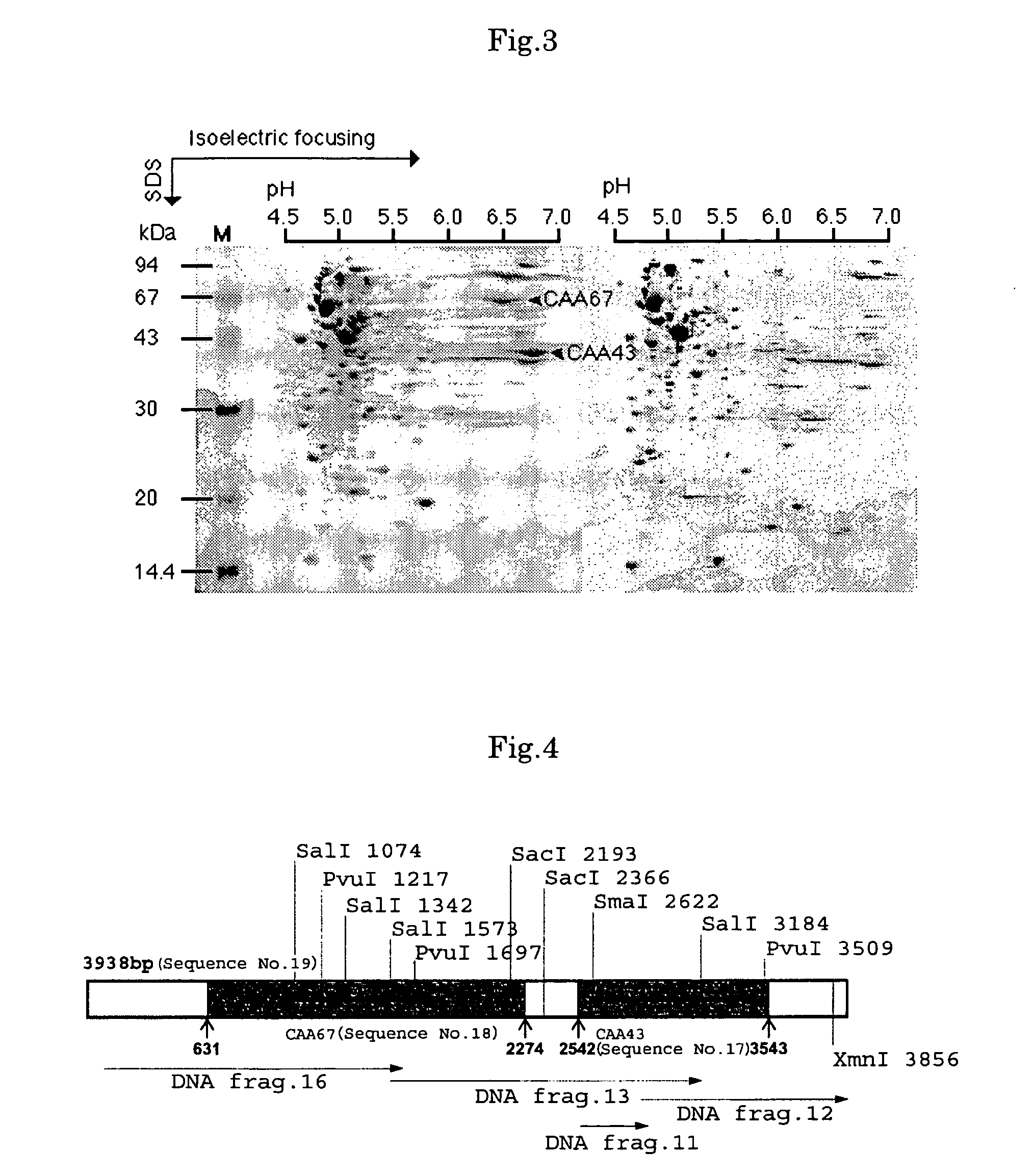 Reductase gene for alpha-substituted-alpha, beta-unsaturated carbonyl compound