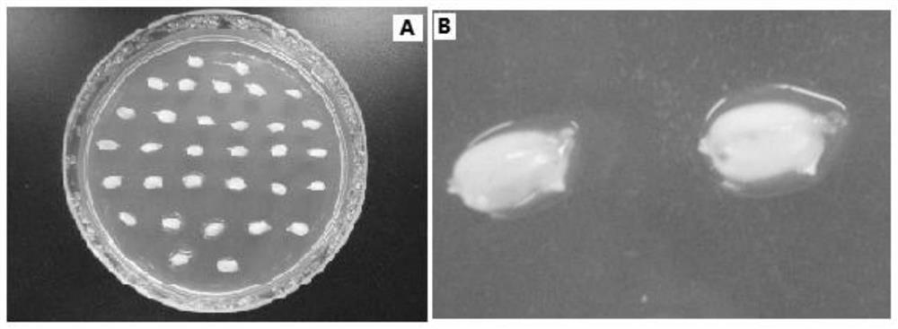 A production method of ultrasonic-mediated colchicine doubling japonica rice chromosomes