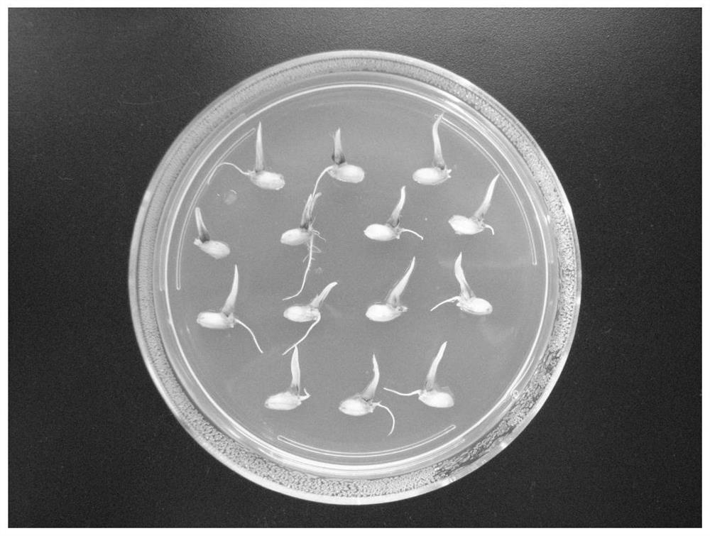 A production method of ultrasonic-mediated colchicine doubling japonica rice chromosomes