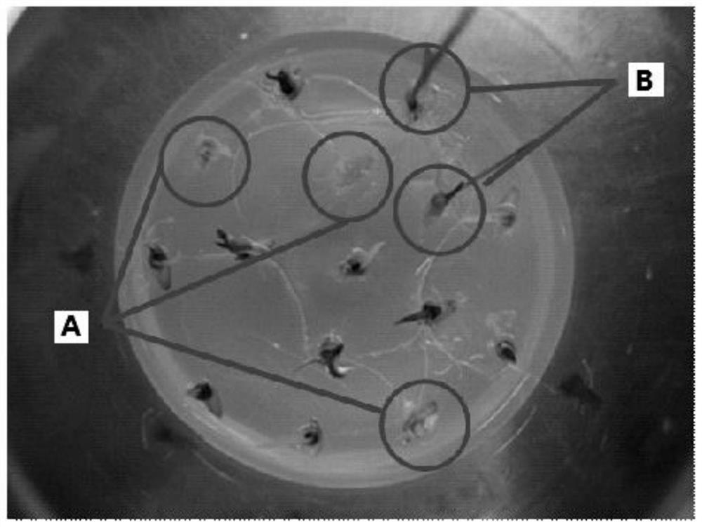 A production method of ultrasonic-mediated colchicine doubling japonica rice chromosomes