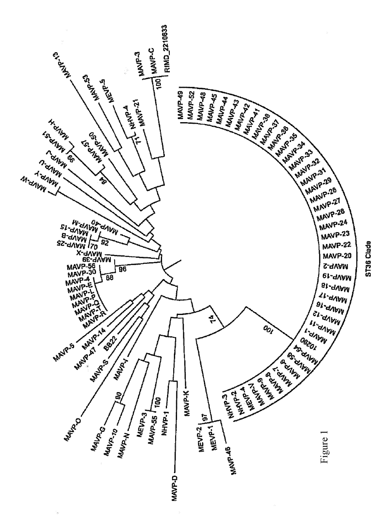 Methods and compositions for identifying pathogenic vibrio parahaemolyticus