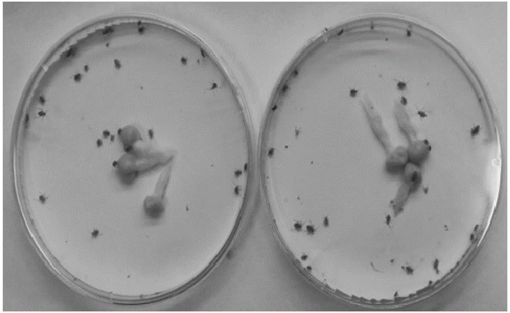 RNA interference feeding method for apolygus lucorum and application of feeding method in gene screening