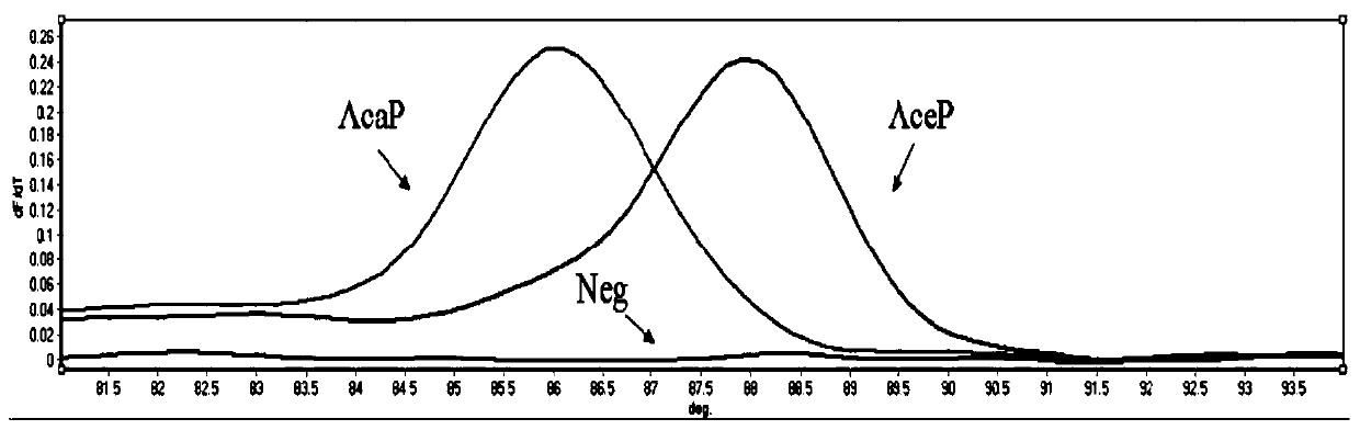 SNP molecular marker its71, primers and applications for detecting Ancylostoma ceylonii and Ancylostoma canis