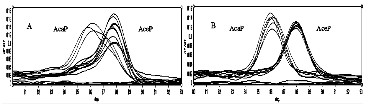 SNP molecular marker its71, primers and applications for detecting Ancylostoma ceylonii and Ancylostoma canis