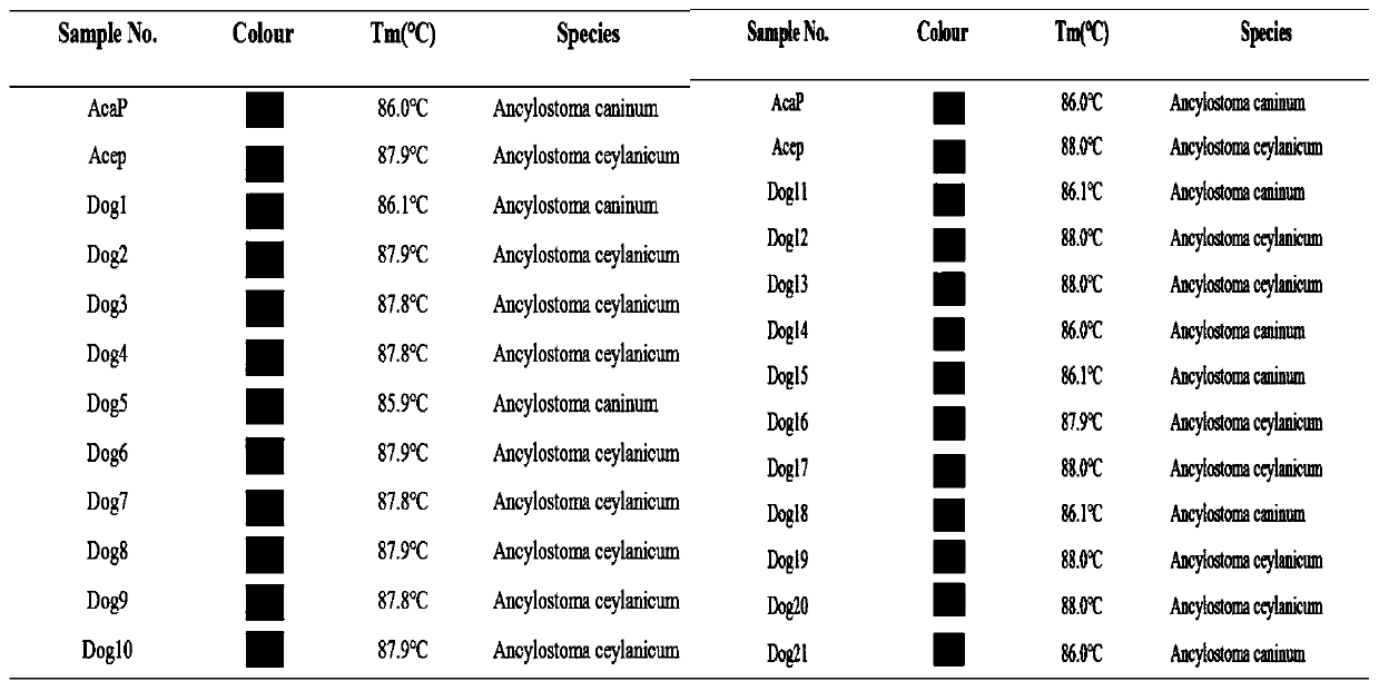 SNP molecular marker its71, primers and applications for detecting Ancylostoma ceylonii and Ancylostoma canis