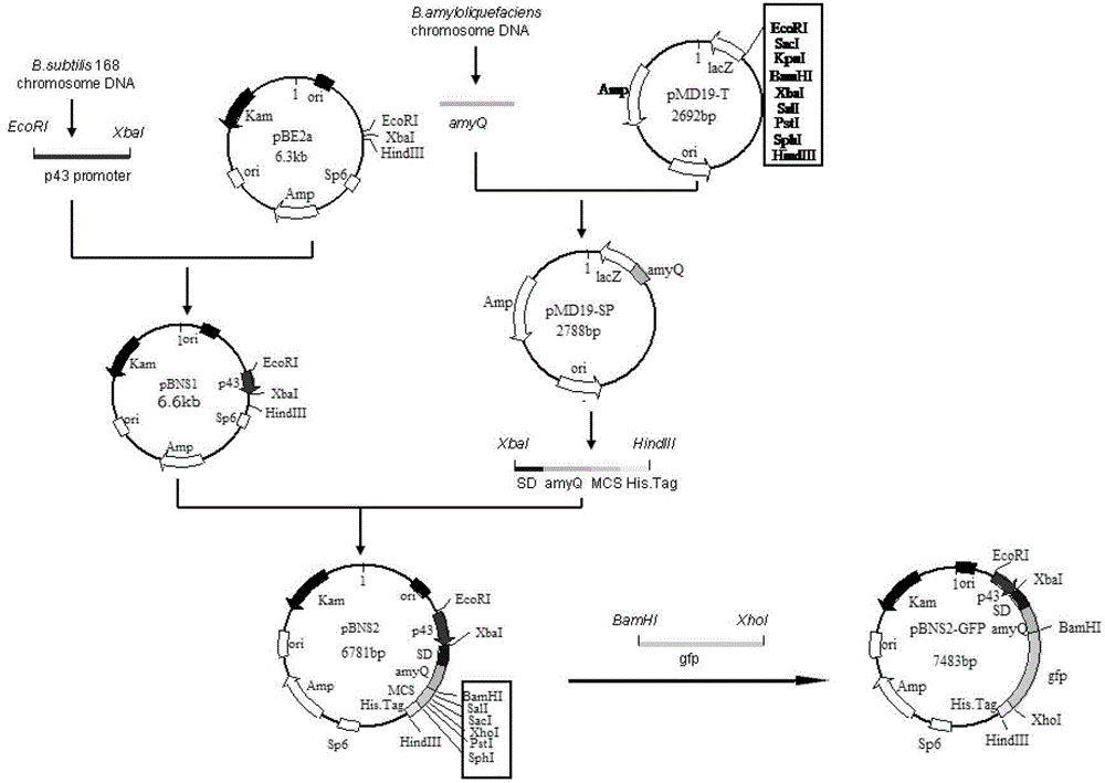 Expression apparatus used for secretory expression of exogenous proteins in Bacillus subtilis