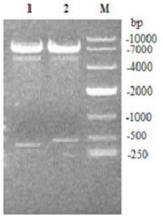 Expression apparatus used for secretory expression of exogenous proteins in Bacillus subtilis