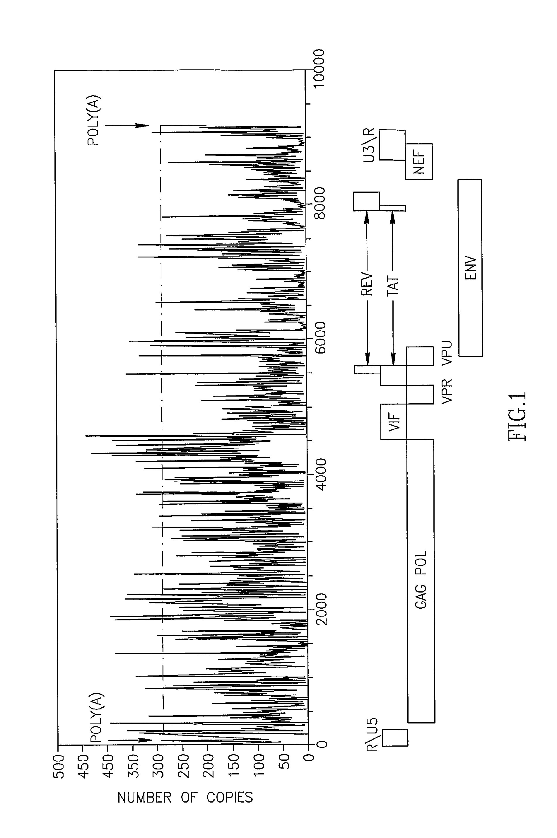 UNIVERSAL TARGET SEQUENCES FOR siRNA GENE SILENCING