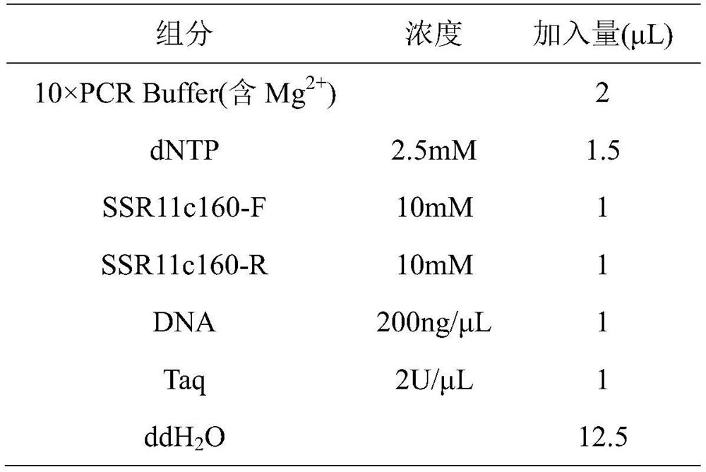 A kind of ssr primer and its application for the purity identification of Mobao wax gourd hybrid seeds