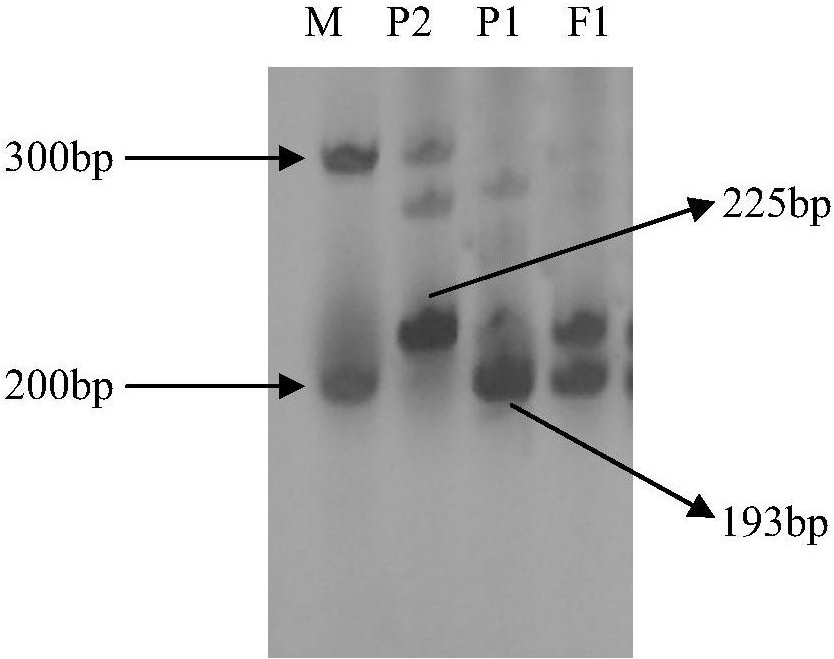 A kind of ssr primer and its application for the purity identification of Mobao wax gourd hybrid seeds