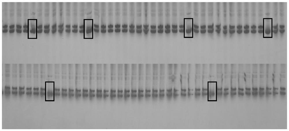 A kind of ssr primer and its application for the purity identification of Mobao wax gourd hybrid seeds