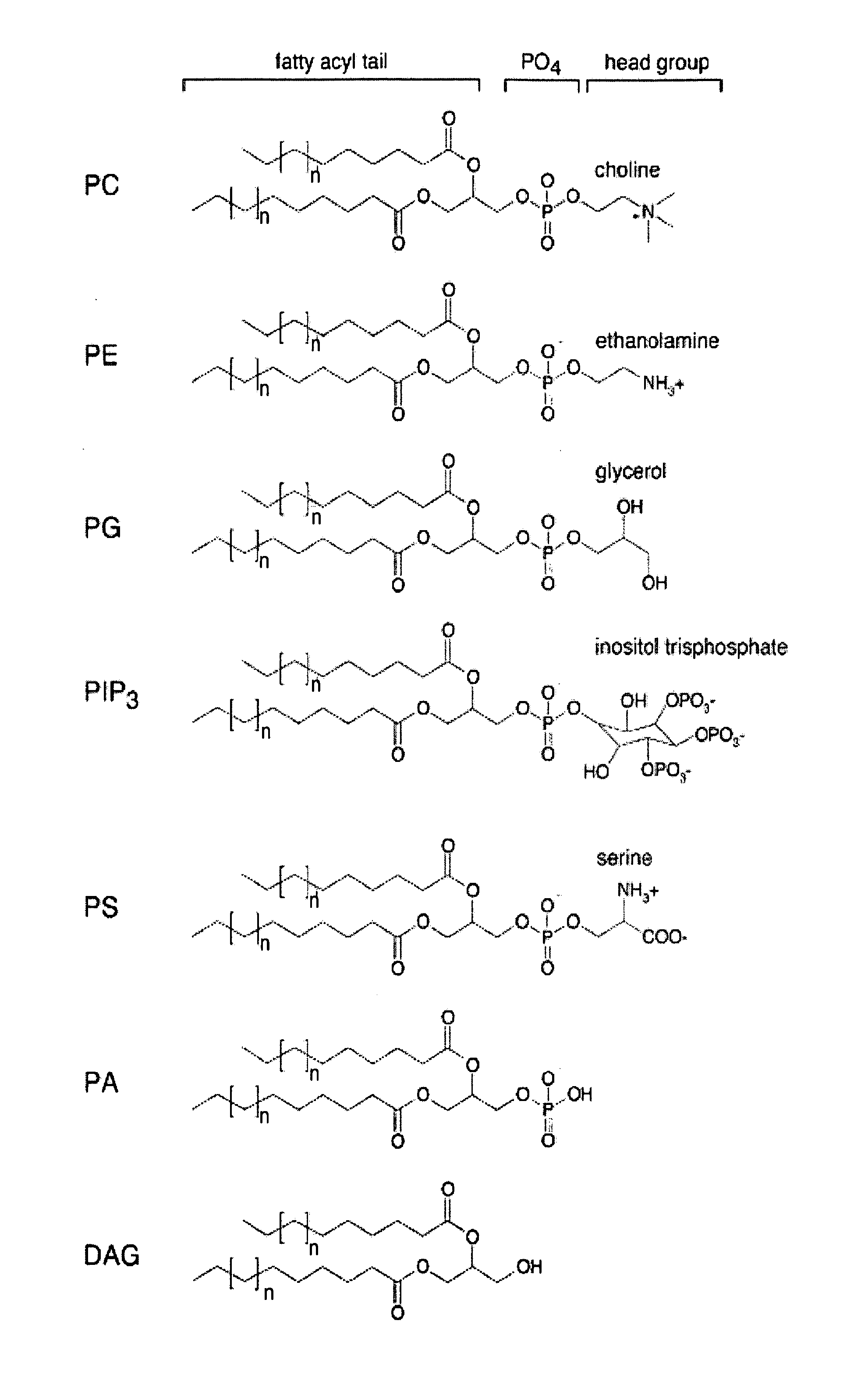 Phospholipid compositions and uses thereof