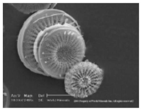 Diatomite-Metarhizium anisopliae pesticide composition and application thereof