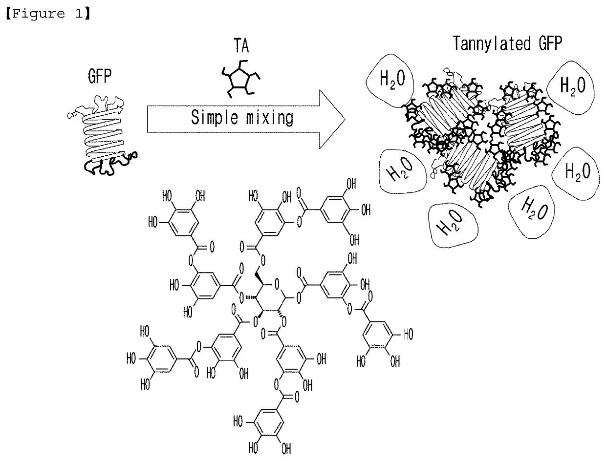 Agent for targeting heart comprising tannic acid