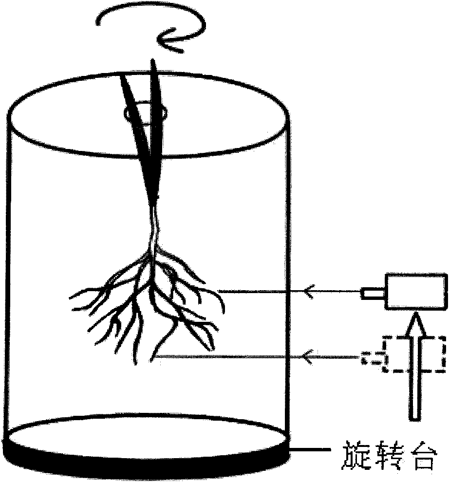 Method for in-situ dynamic observation and measurement of root system of plant
