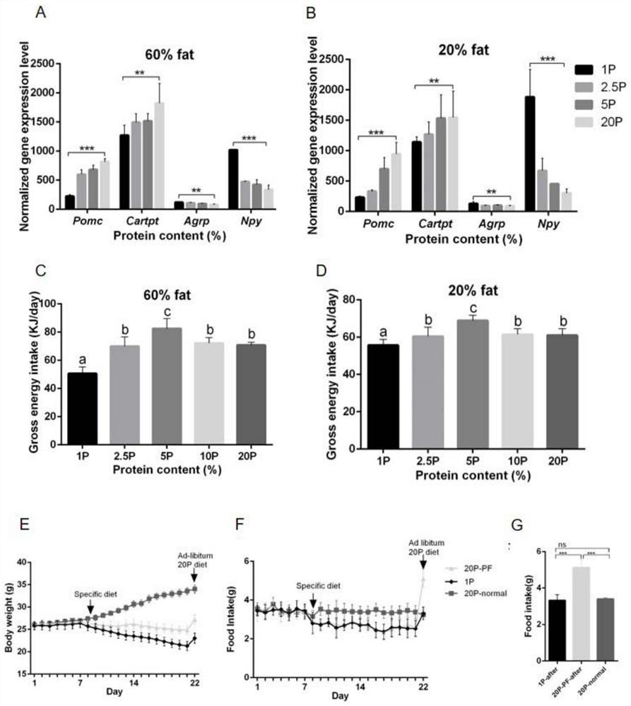 Starvation intervention method based on macro nutrient component change and mTOR signal inhibitor, and application thereof