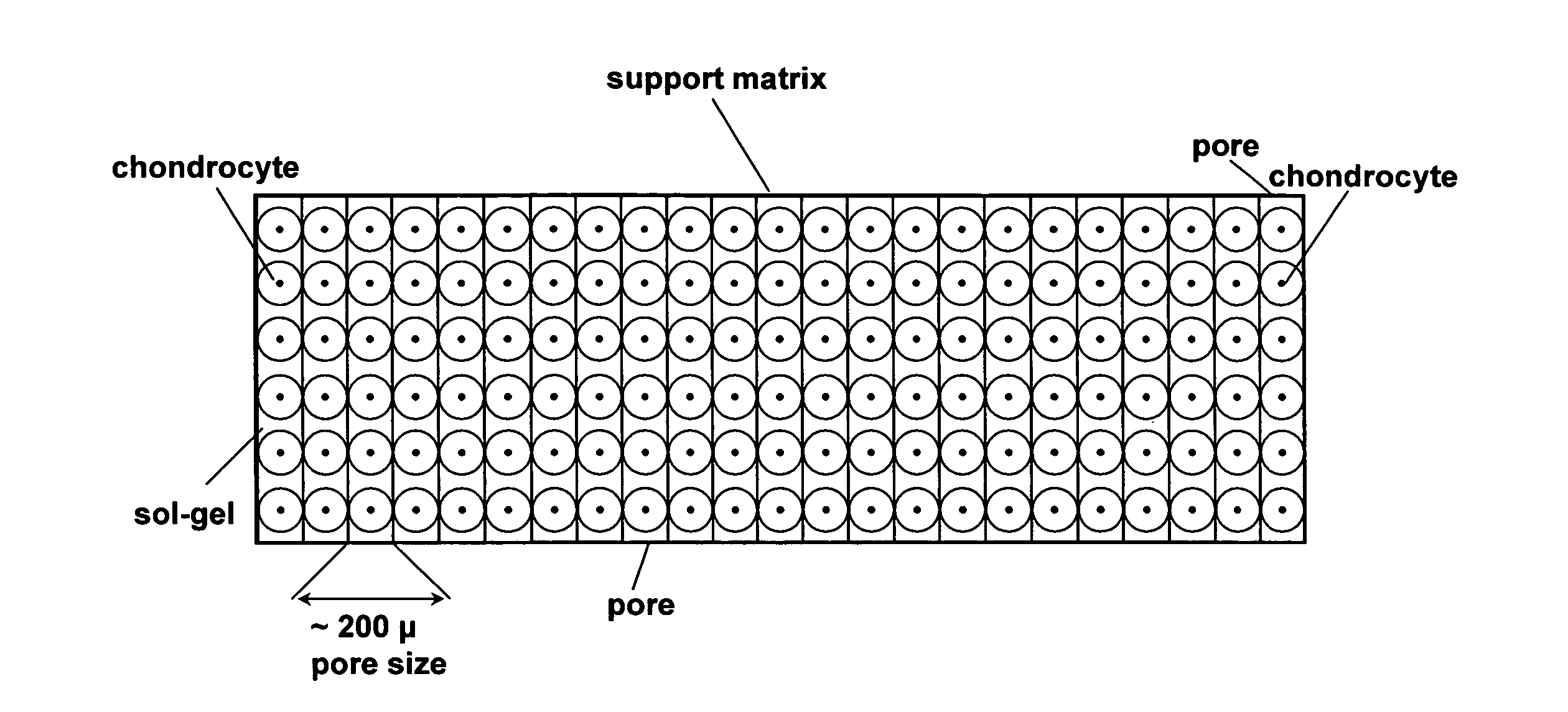 Cell-support matrix having narrowly defined uniformly vertically and non-randomly organized porosity and pore density and a method for preparation thereof