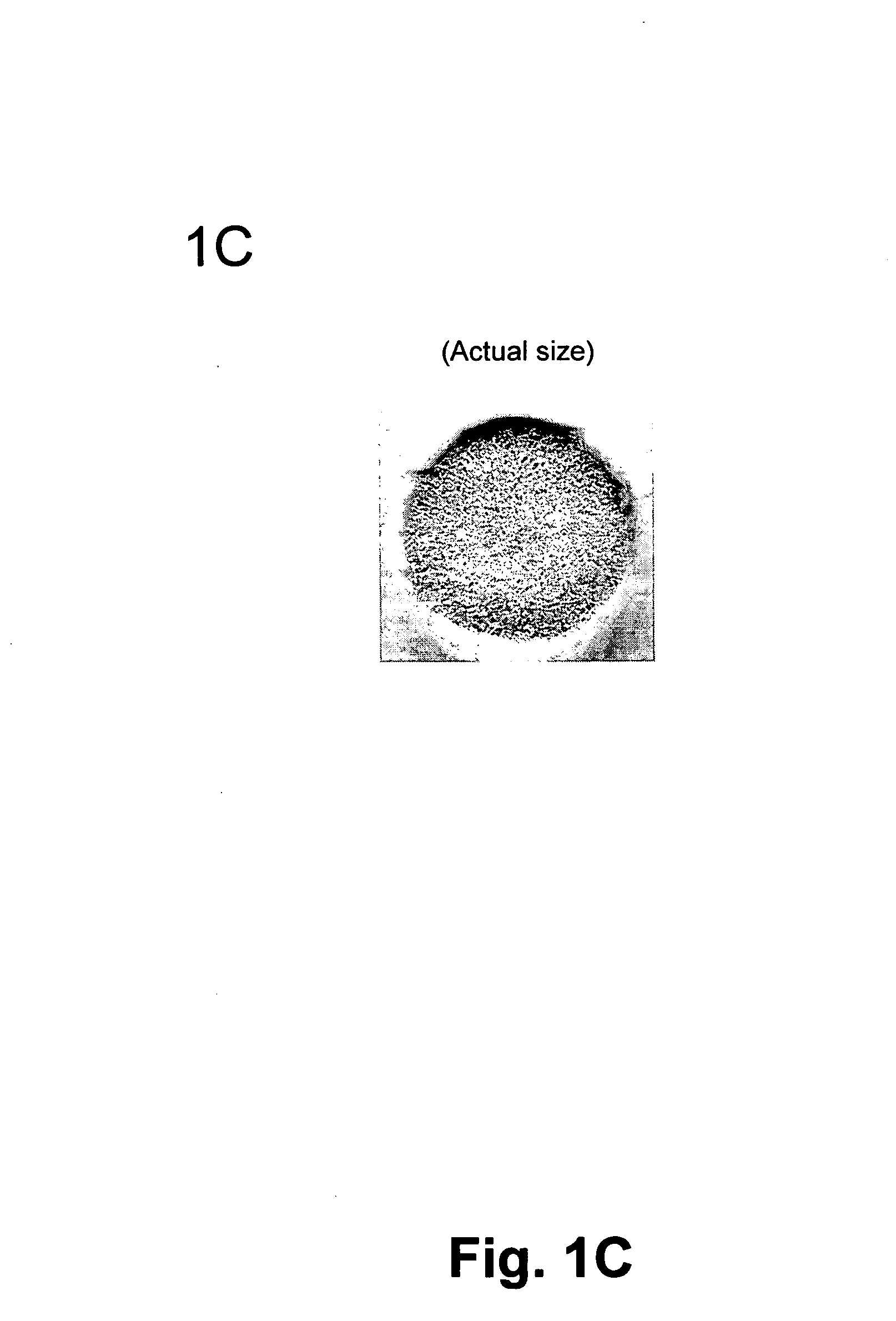 Cell-support matrix having narrowly defined uniformly vertically and non-randomly organized porosity and pore density and a method for preparation thereof
