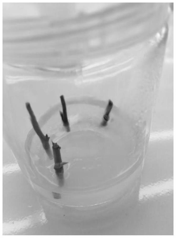 Method for propagating betula luminifera aseptic seedlings by using tissue culture technology