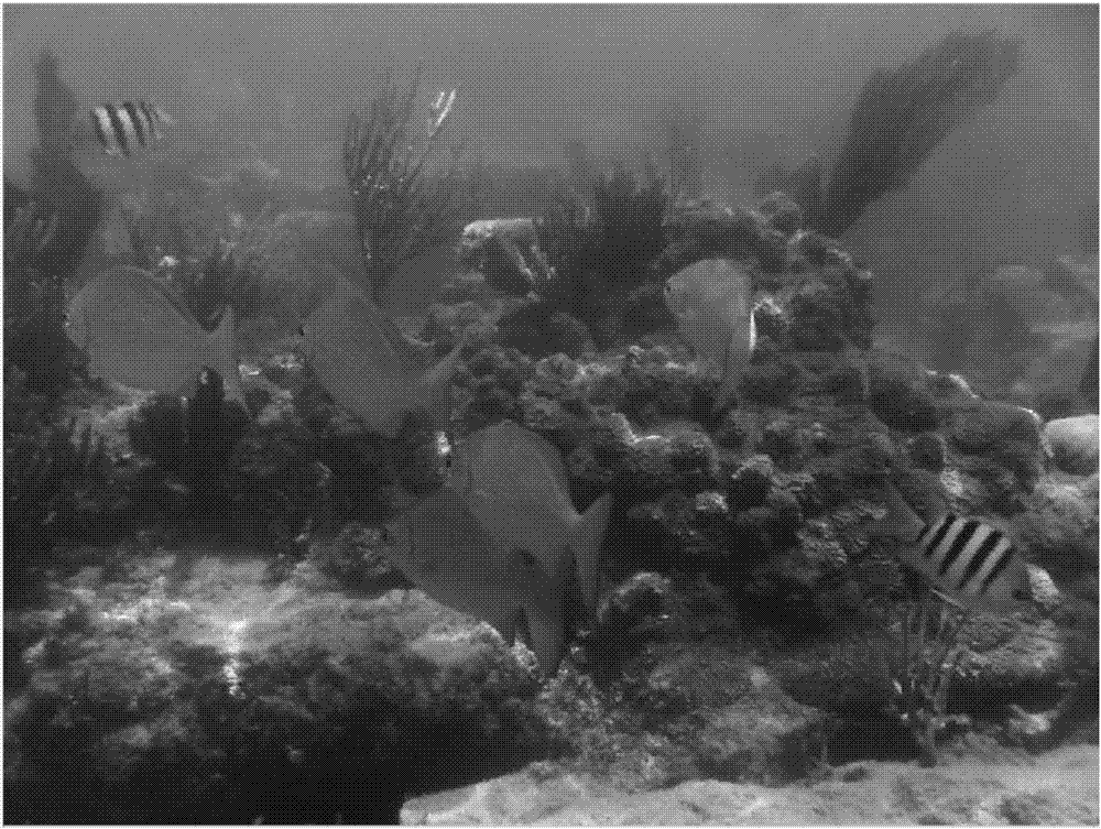 Underwater image enhancement method based on fish retina mechanism