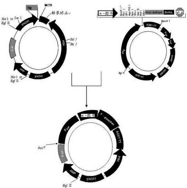 Cloning, expression and application of a β-glucosidase gene