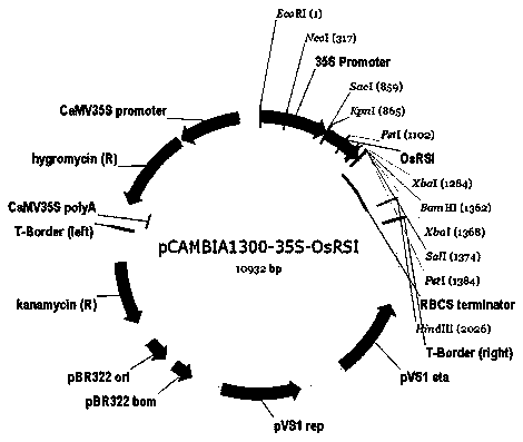 Method for improving iron-deficiency resistance of rice in seedling stage