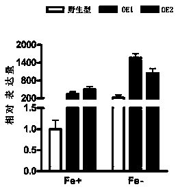 Method for improving iron-deficiency resistance of rice in seedling stage