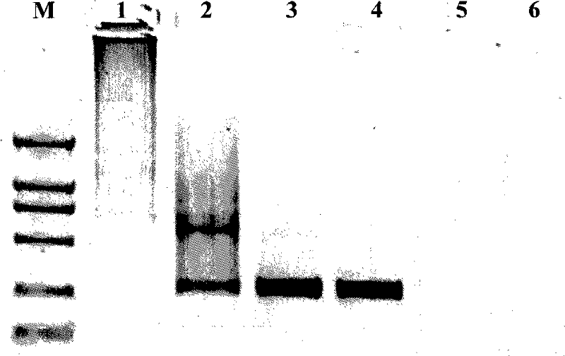 Polyase chain reaction optimization method based on arborized polymer