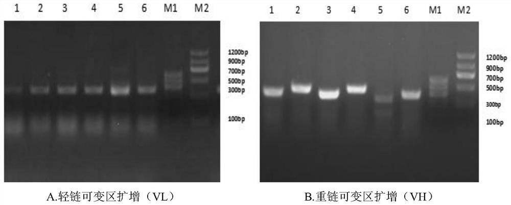 Recombinant rat anti-mouse CD4 monoclonal antibody, preparation method and application