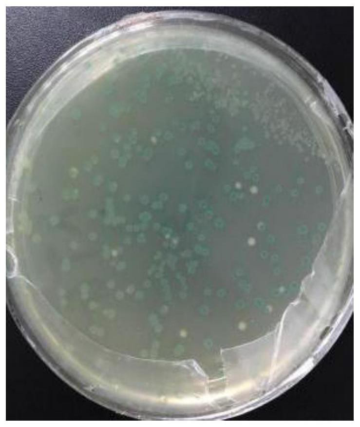 Recombinant rat anti-mouse CD4 monoclonal antibody, preparation method and application