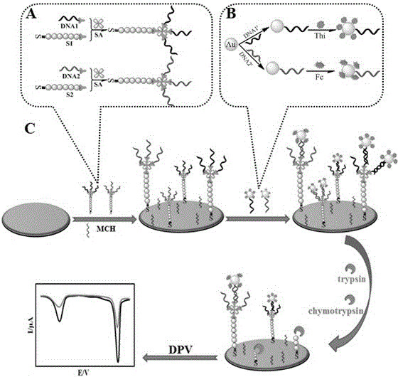 A Simultaneous Electrochemical Detection Method of Trypsin and Chymotrypsin Based on Enzyme Digestion