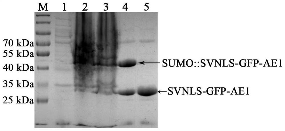 Recombinant protein carrying target protein and autonomously entering eukaryotic cell, recombinant expression vector and recombinant bacterium and application