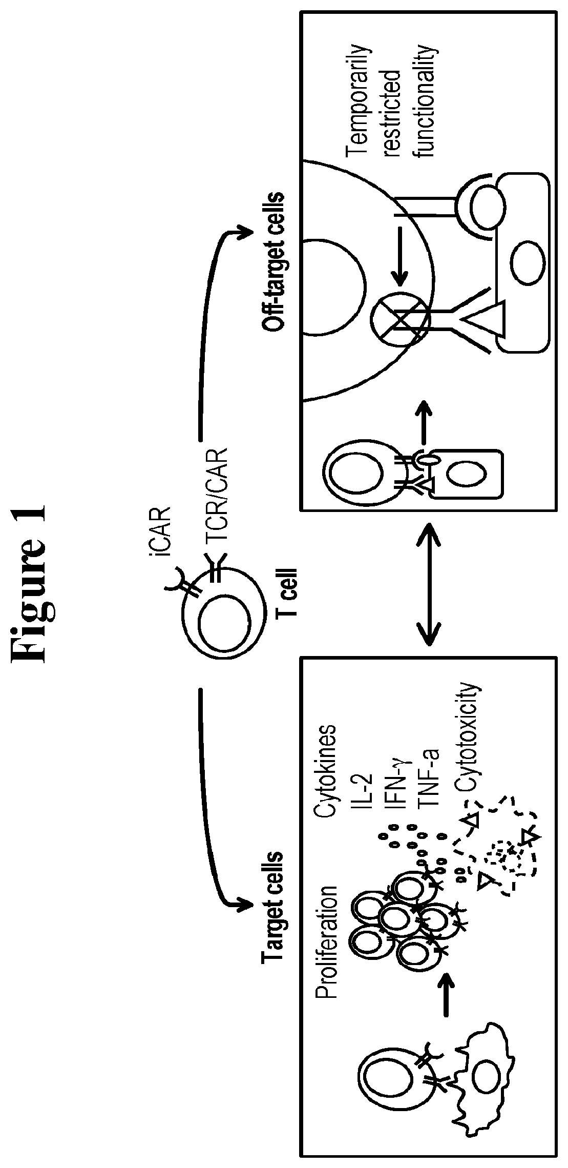 Universal platform for car therapy targeting a novel antigenic signature of cancer