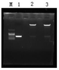 Fully human monomolecular antibody 7d-mfc against Clostridium perfringens alpha toxin and its application