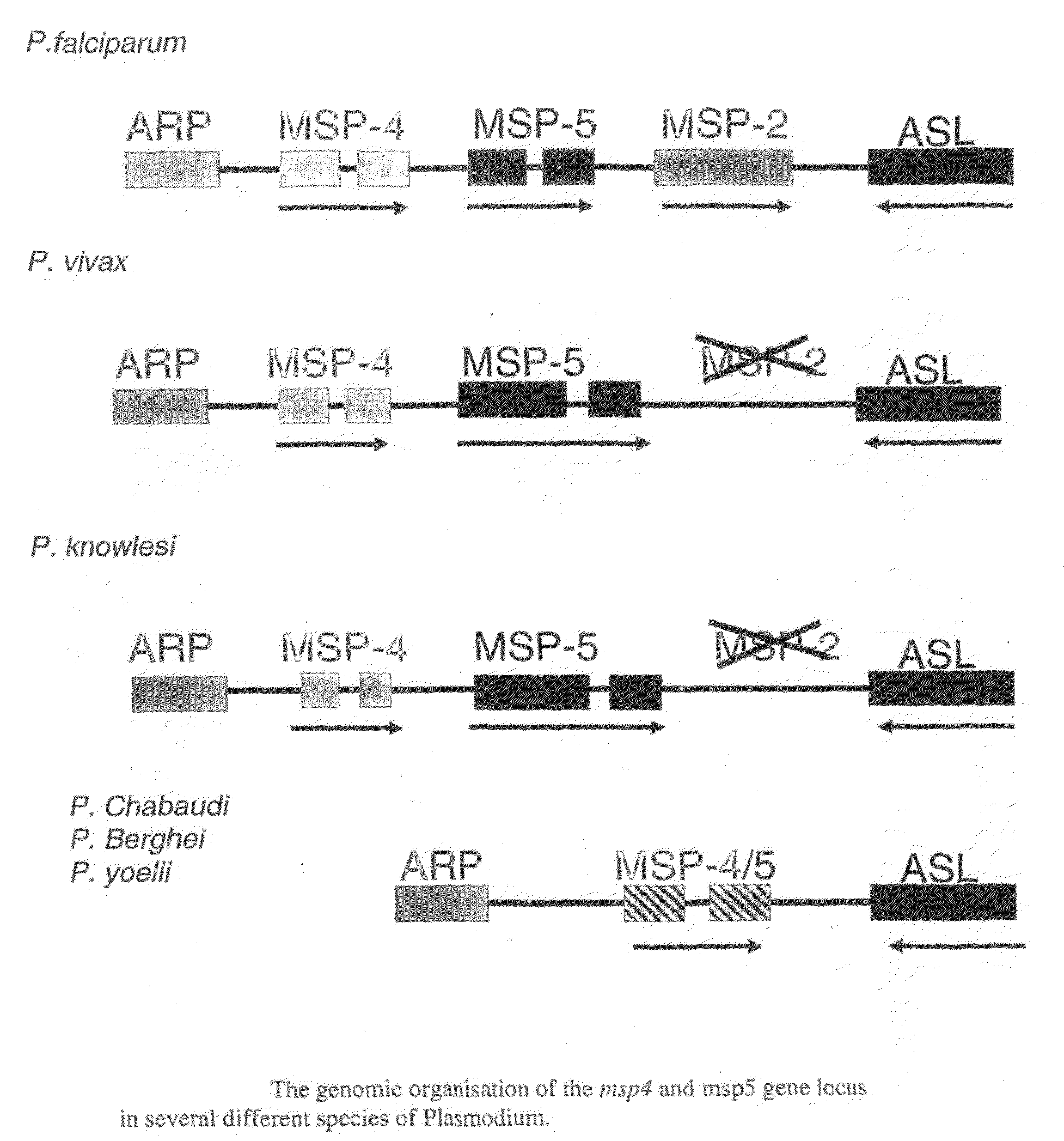 Recombinant Plasmodium Falciparum Merozoite Surface Proteins 4 and 5 and Their Use