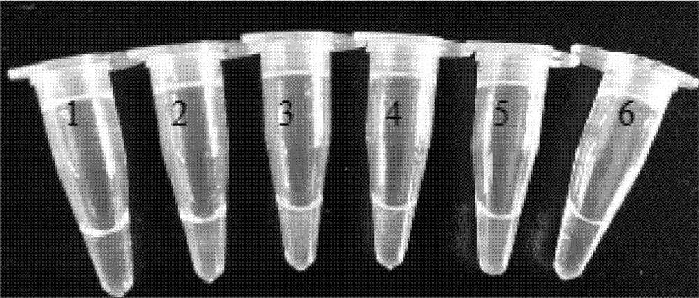 LAMP (mop-mediated isothermal amplification) detection primer group, kit and method for transgenic maize MIR604 and derived varieties thereof