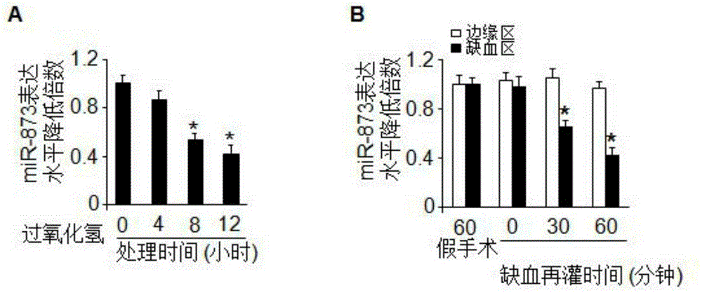 Pharmaceutical composition containing miRNA-873 and application thereof
