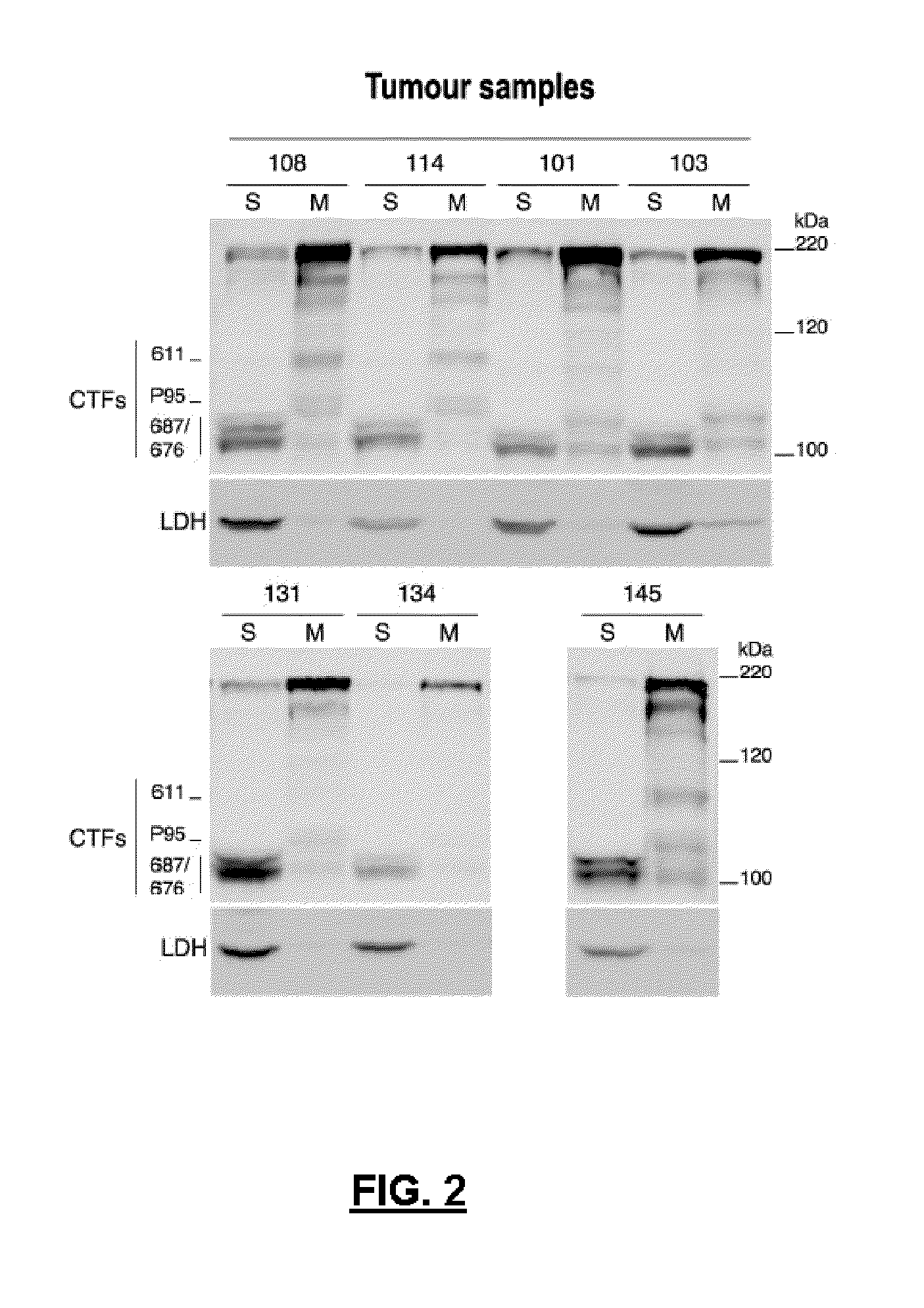 Antibodies against HER2 truncated variant CTF-611