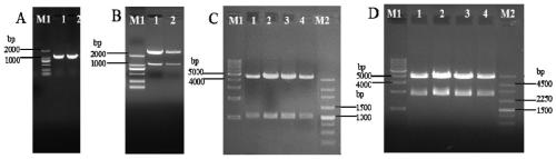 Gene tandem super-expression vector for increasing nitrogen utilization efficiency and application thereof