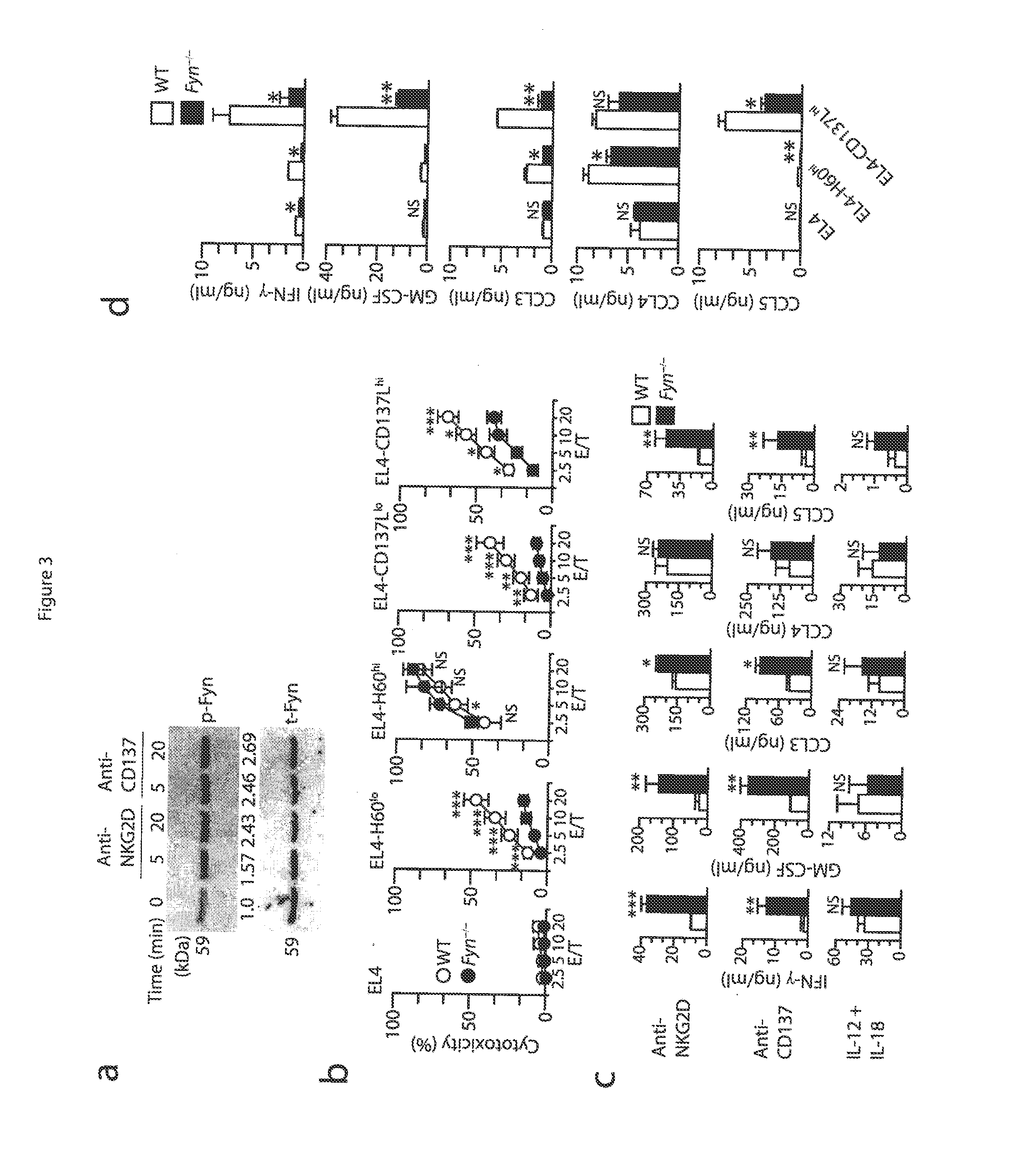 Method of providing cellular therapy using modified natural killer cells or t lymphocytes