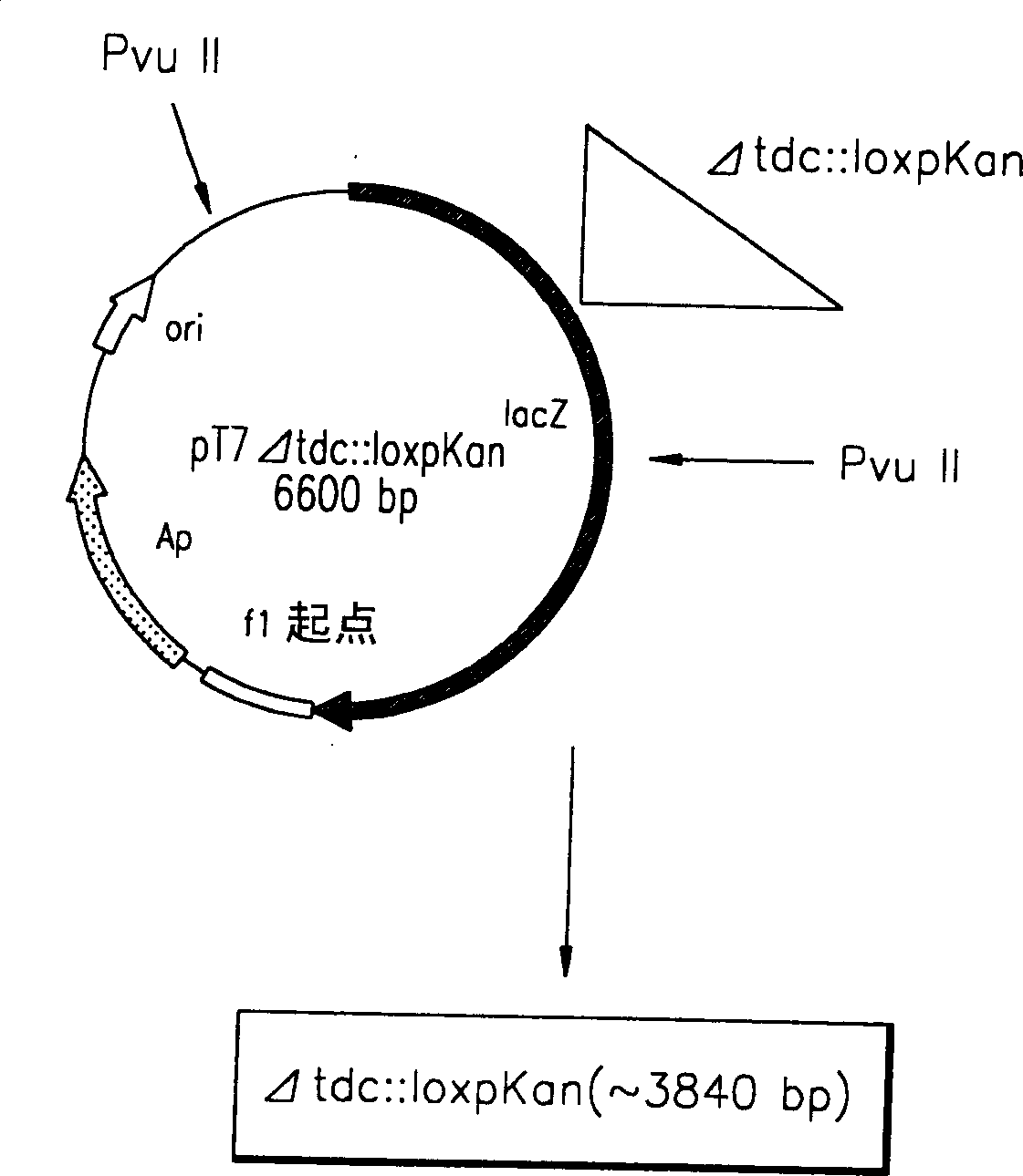 Process for prodn. of L-Thr