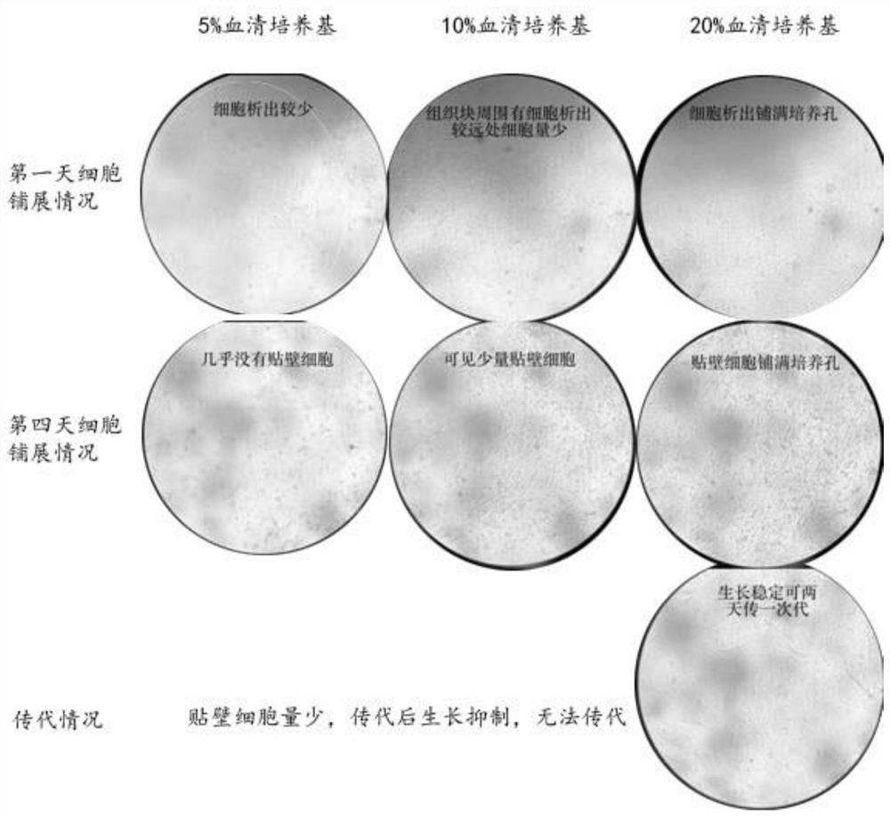 Separation and primary culture method of vascular sac cells of Lateolabrax maculatus