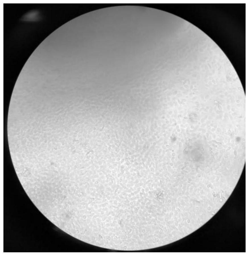 Separation and primary culture method of vascular sac cells of Lateolabrax maculatus