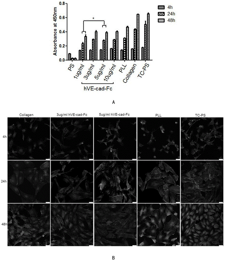 Human endothelial cell cadherins fusion protein, and preparation method and application thereof