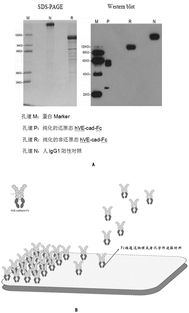 Human endothelial cell cadherins fusion protein, and preparation method and application thereof