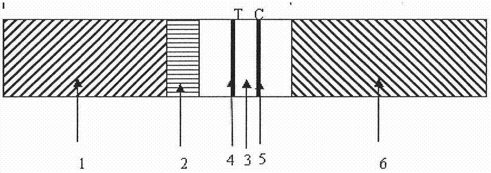 Colloidal gold test strip for detecting chicken infectious anemia virus